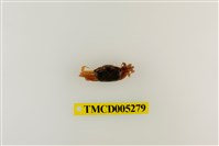 藏品(乳白南方招潮蟹)的圖片